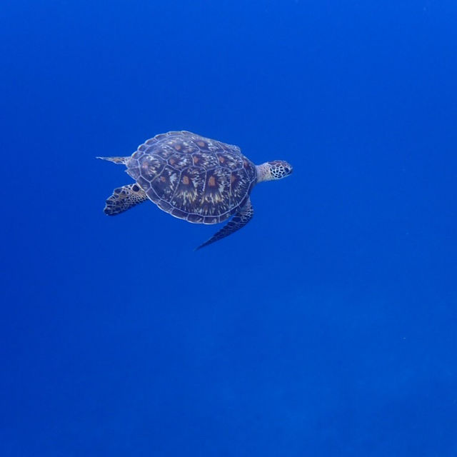 ハートアイランドで🐢🤿シュノーケリング