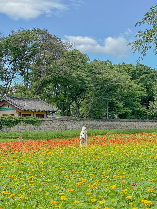 알록달록 백일홍 가득 핀 경주 분황사💛❤️ 