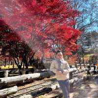K-drama on Nami Island, South Korea