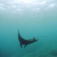 The Great Barrier Reef