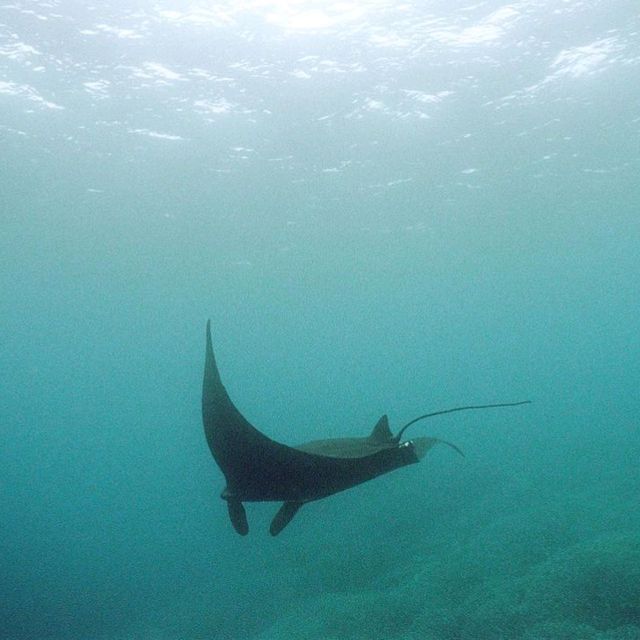 The Great Barrier Reef