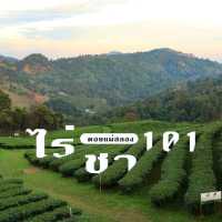 ไร่ชา 101 ดอยแม่สลอง 