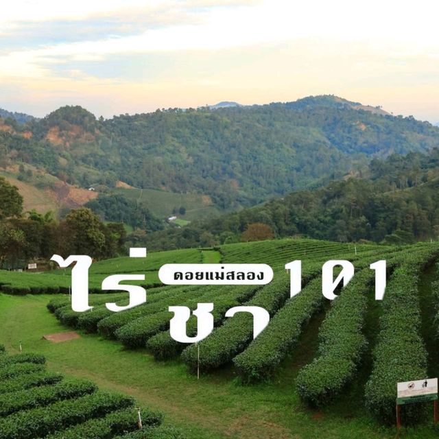 ไร่ชา 101 ดอยแม่สลอง 