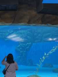 Review 🐠 อควาเรียมที่ตั้งอยู่ภายใน Ocean Park