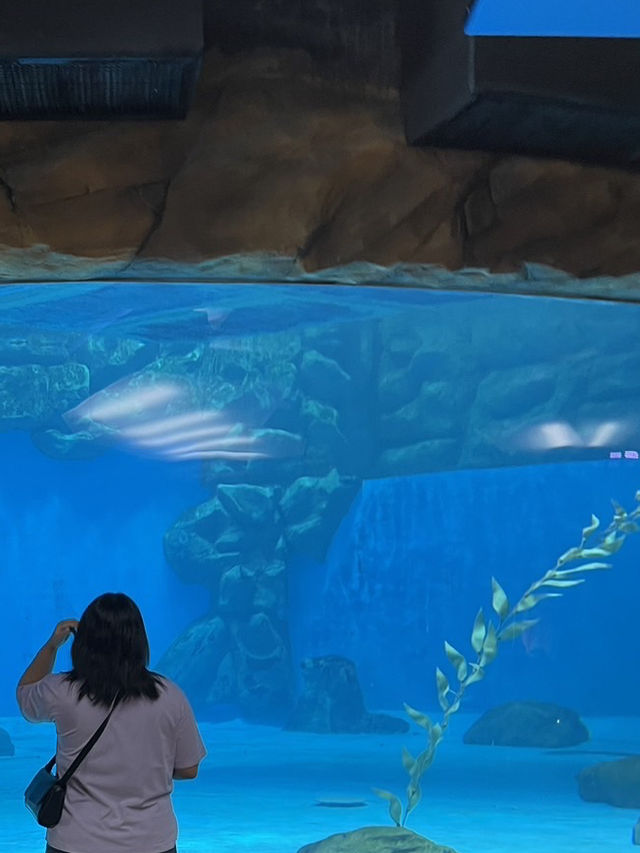 Review 🐠 อควาเรียมที่ตั้งอยู่ภายใน Ocean Park
