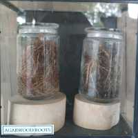 Uncover the Essence of Agarwood at Hoga Gaharu Tea Valley