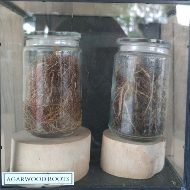 Uncover the Essence of Agarwood at Hoga Gaharu Tea Valley