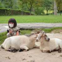 Alpaca Hill 