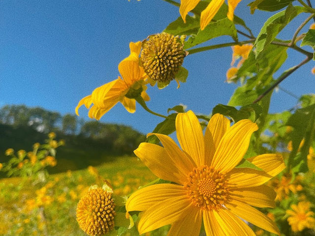 ทุ่งบัวตองดอยแม่อูคอ🌼🌼