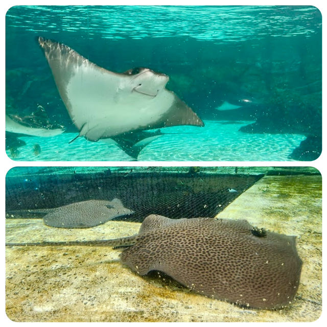 新加坡水上探險樂園-走進夢幻的海島樂園，趕走炎熱天氣