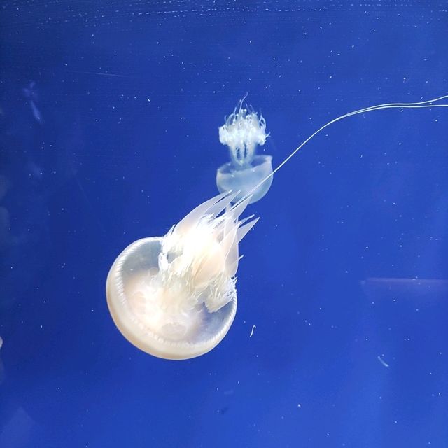 【千葉】雨でも楽しめる水族館