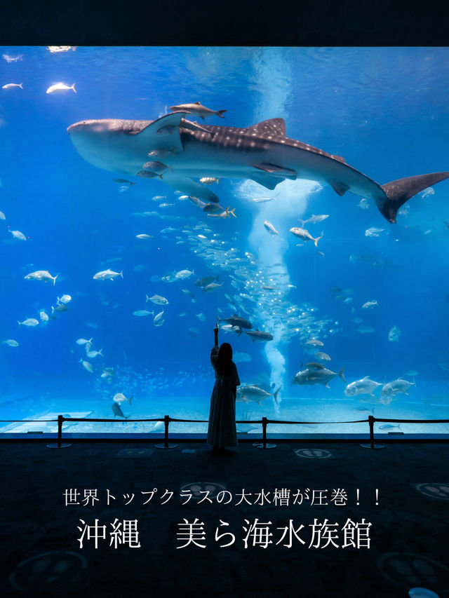 【沖縄といえばココ！✨】美ら海水族館で世界トップクラスの水槽が見れる！🦭