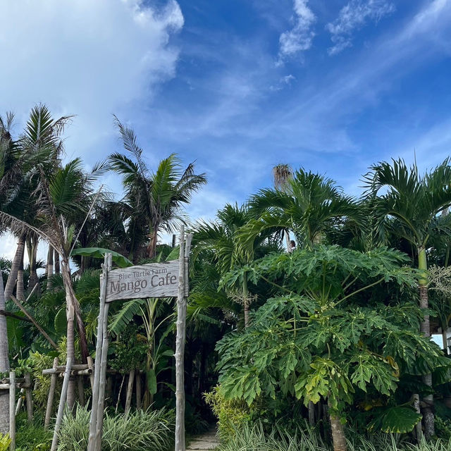 【宮古島】南国風の超おしゃれカフェ☕️🌺🌴