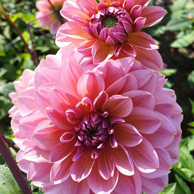 Dahlia Wonderland: Keukenhof's Floral Masterpiece