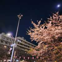 🌸도쿄 메구로강 벚꽃🌸