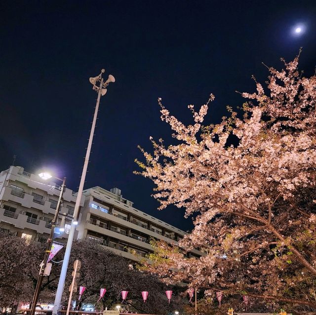 🌸도쿄 메구로강 벚꽃🌸