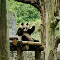 Half day trip with China's national emblem 