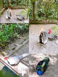 Charming Encounters with Chickens and Small Animals at Deerland Park