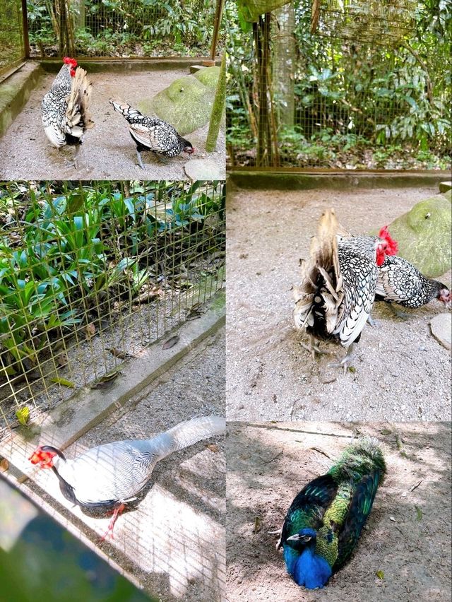 Charming Encounters with Chickens and Small Animals at Deerland Park