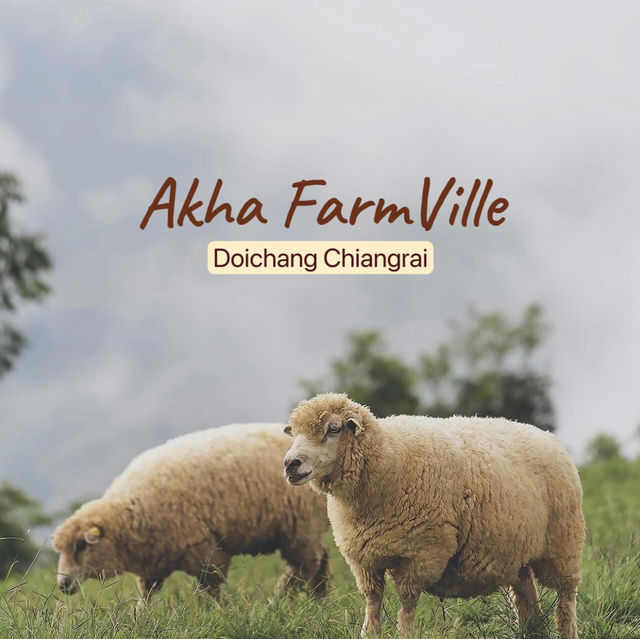 Akha FarmVille คาเฟ่และฟาร์มแกะดอยช้าง