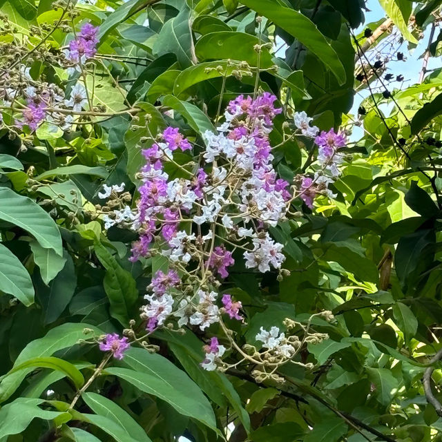 吉隆坡雀鳥公園：鳥類的天堂 🌈🐦