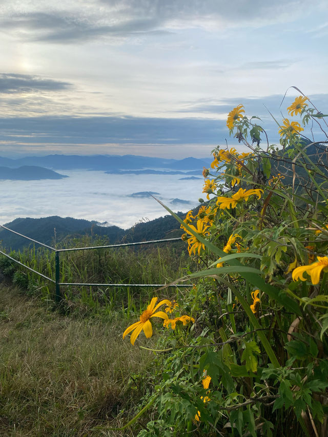 ดอยผาตั้ง | จ.เชียงราย ⛰️⛅️🌳🌼