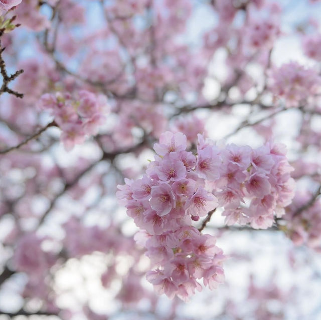 Kawazu Sakura Festival