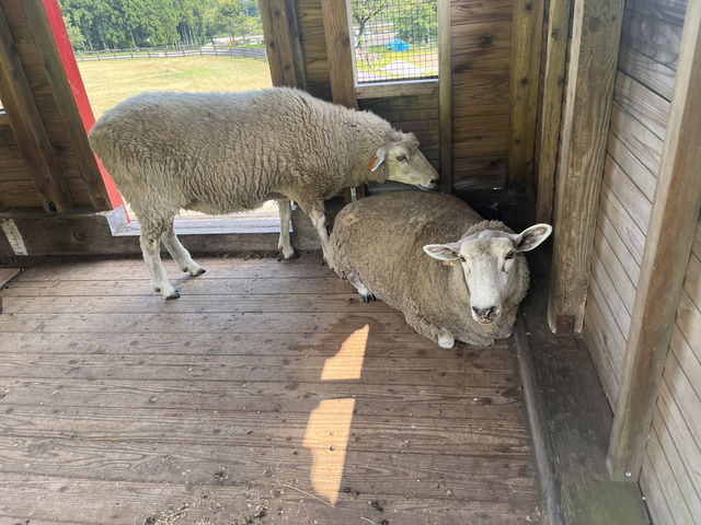 まかいの牧場@静岡・富士宮🐏