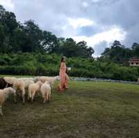 บ้านแกะแม่ขิ-Maekee Sheep House  🐑