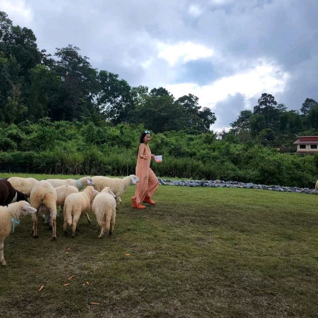 บ้านแกะแม่ขิ-Maekee Sheep House  🐑