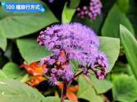 墨爾本賞花-南半球百花綻放的皇家植物園