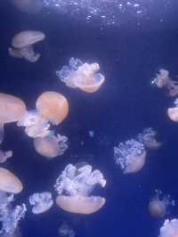 【神奈川|江ノ島】新江ノ島水族館