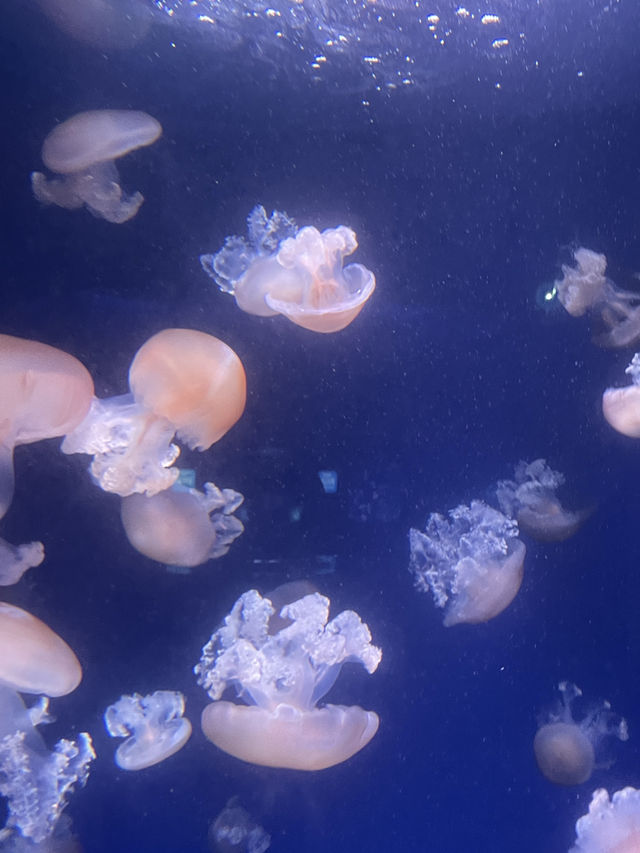 【神奈川|江ノ島】新江ノ島水族館