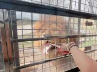 日本🇯🇵 九州自然動物園｜居然可以親自餵獅子🦁 超近距離接觸各種可愛的動物！