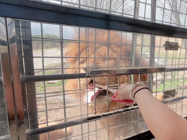 日本🇯🇵 九州自然動物園｜居然可以親自餵獅子🦁 超近距離接觸各種可愛的動物！