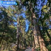 漫步參天杉木的森林參道：仙台名勝瑞鳳殿