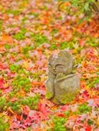 【紅葉特集】予約情報付き‼️全国で珍しい額縁に入った紅葉が見られる絶景スポット🍁 