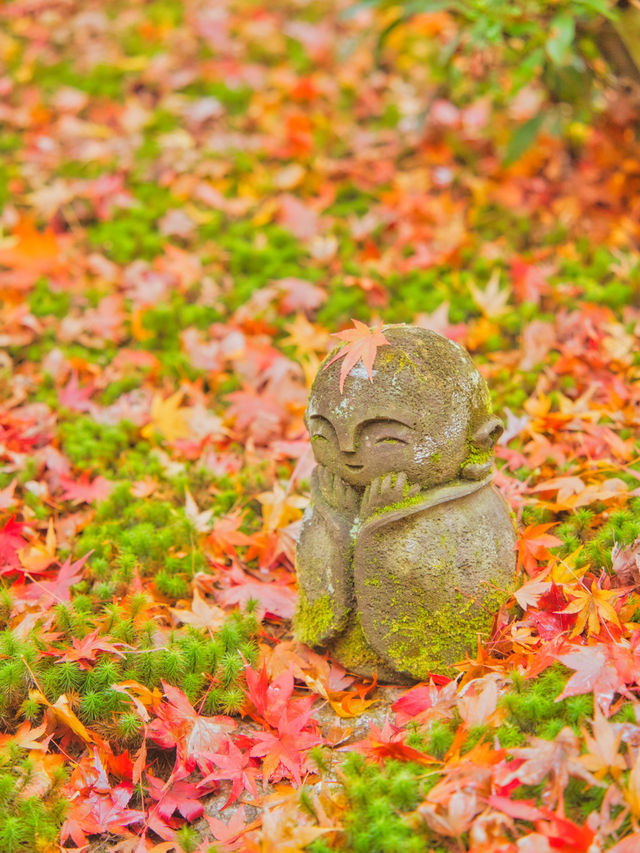 【紅葉特集】予約情報付き‼️全国で珍しい額縁に入った紅葉が見られる絶景スポット🍁 