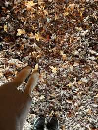 【福岡みやこ町】期間限定の落ち葉の絨毯のカフェ🍂