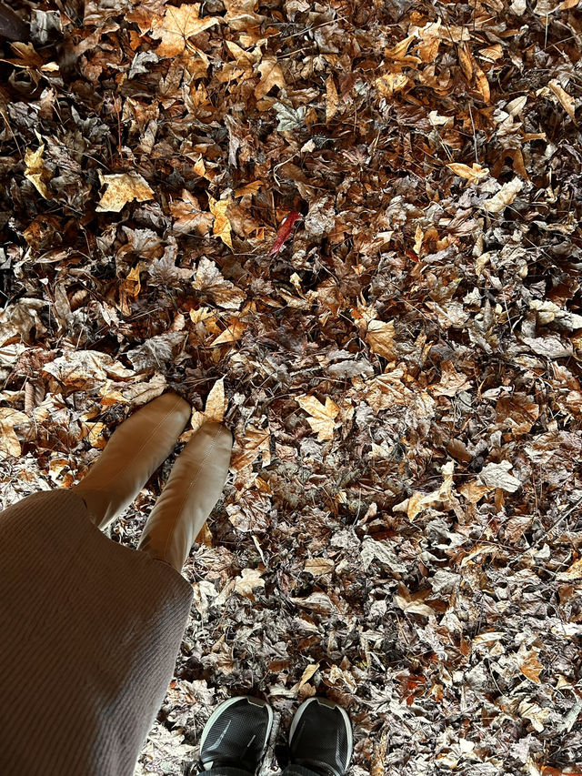 【福岡みやこ町】期間限定の落ち葉の絨毯のカフェ🍂
