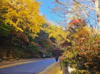 The glittering foliage at Yeonhwagyo, Guinsa at Danyang