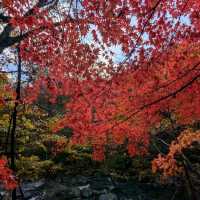 奧入瀨溪流的賞楓秘境：蔦川砂防公園