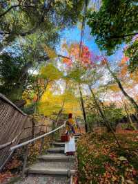 苔と紅葉が美しい草庵🥹🍁🌿京都・祇王寺🌿🍁