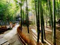 #鎌倉🇯🇵報國寺#