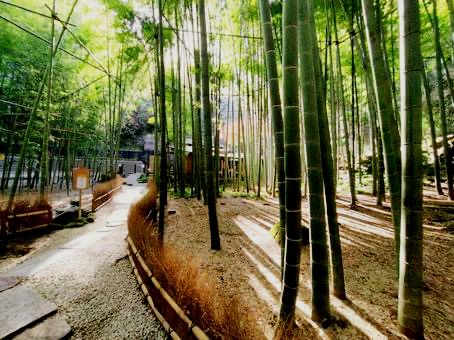 #鎌倉🇯🇵報國寺#