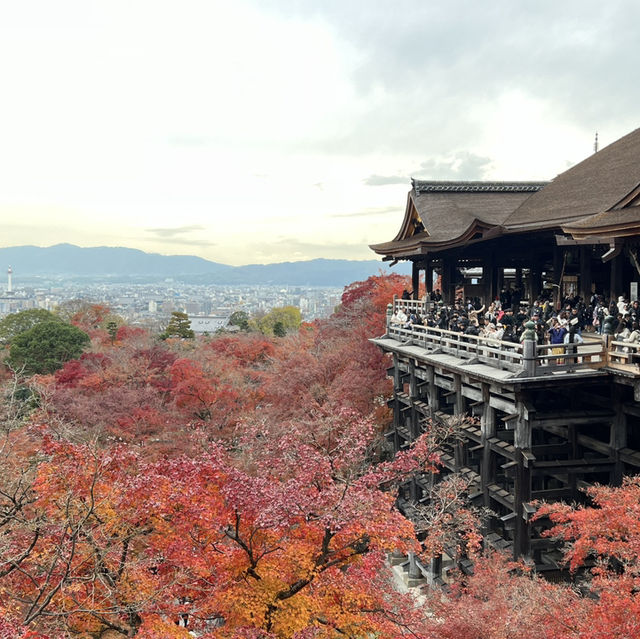 오사카 근교여행지🍁 가을 일본은 단연 교토여행을 빼놓을 수 없어요✨