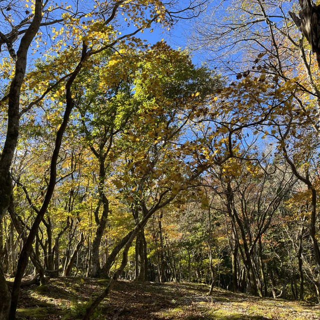 【藤原岳】　⛰️鈴鹿セブンマウンテン