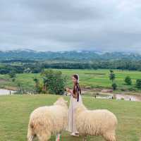🐑 ฟาร์มแกะเปิดใหม่ในตัวเมืองเชียงราย