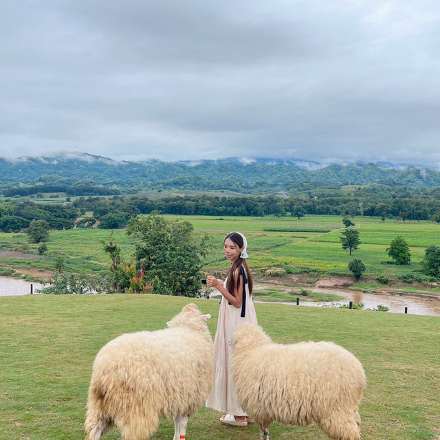 🐑 ฟาร์มแกะเปิดใหม่ในตัวเมืองเชียงราย