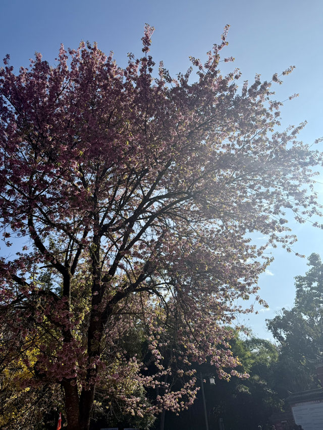 來鳳山森林公園徒步探險之旅 來鳳山森林公園徒步探險之旅